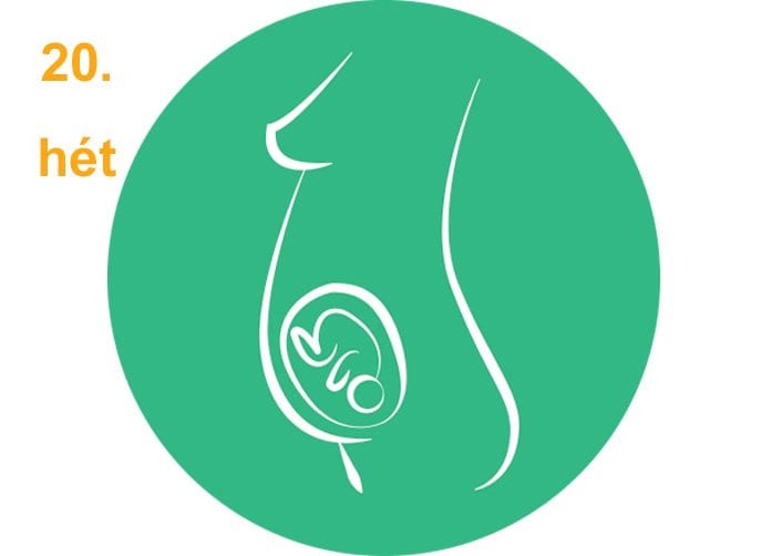 20. terhességi hét visszér kezelheti a visszér vizelettel